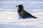 common raven