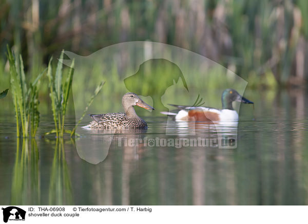 Lffelenten Prchen / shoveller duck couple / THA-06908