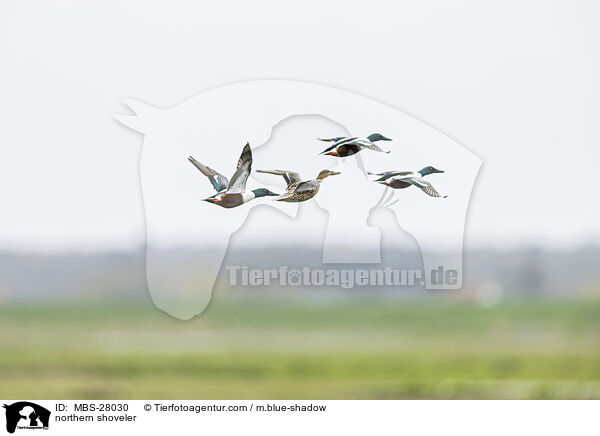 northern shoveler / MBS-28030