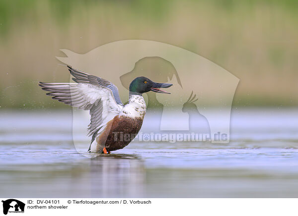 Lffelente / northern shoveler / DV-04101