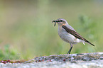 northern wheatear