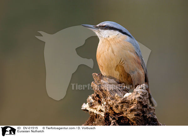 Kleiber / Eurasian Nuthatch / DV-01515