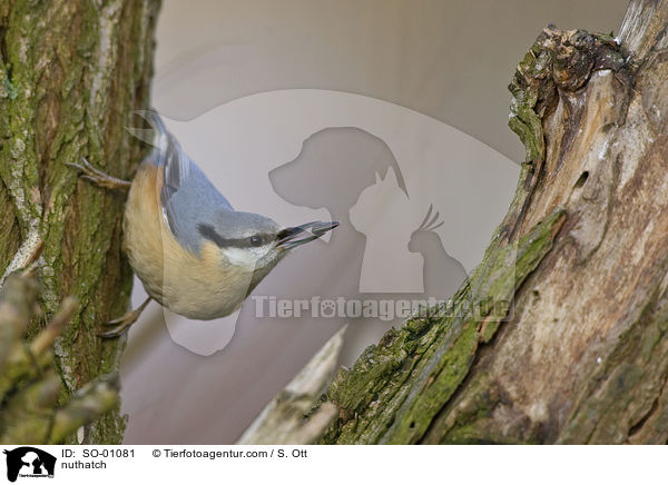 Kleiber / nuthatch / SO-01081