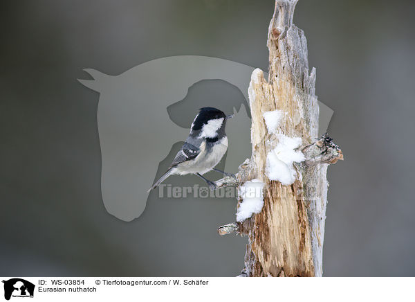 Kleiber / Eurasian nuthatch / WS-03854