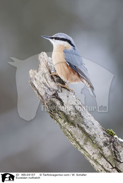 Kleiber / Eurasian nuthatch / WS-04157