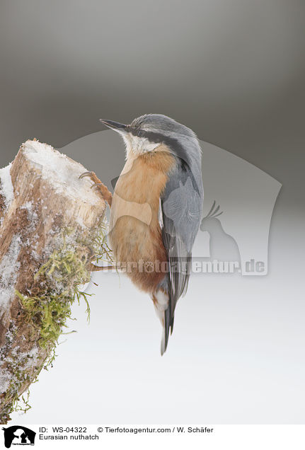 Kleiber / Eurasian nuthatch / WS-04322