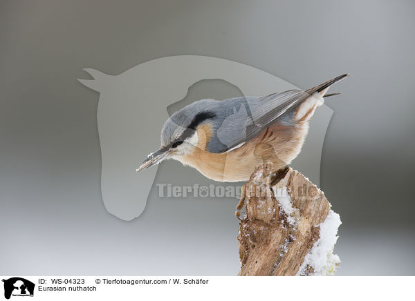 Kleiber / Eurasian nuthatch / WS-04323