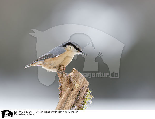 Kleiber / Eurasian nuthatch / WS-04324