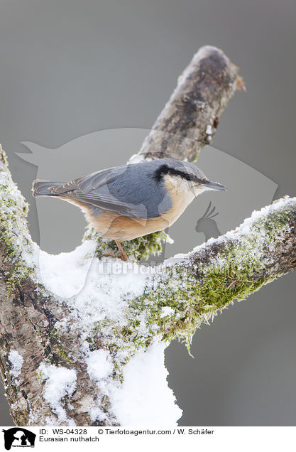 Kleiber / Eurasian nuthatch / WS-04328