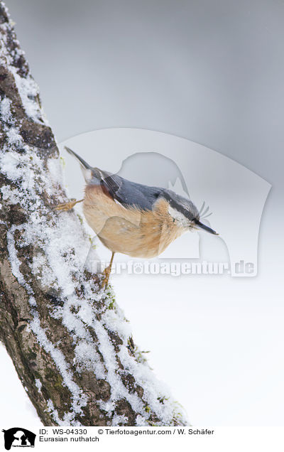 Kleiber / Eurasian nuthatch / WS-04330