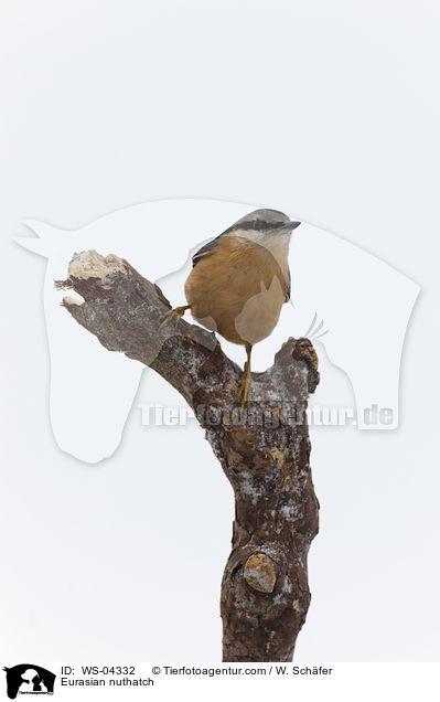 Kleiber / Eurasian nuthatch / WS-04332