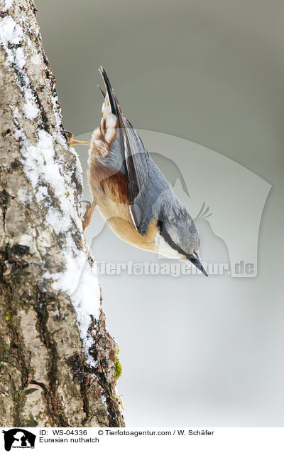 Kleiber / Eurasian nuthatch / WS-04336