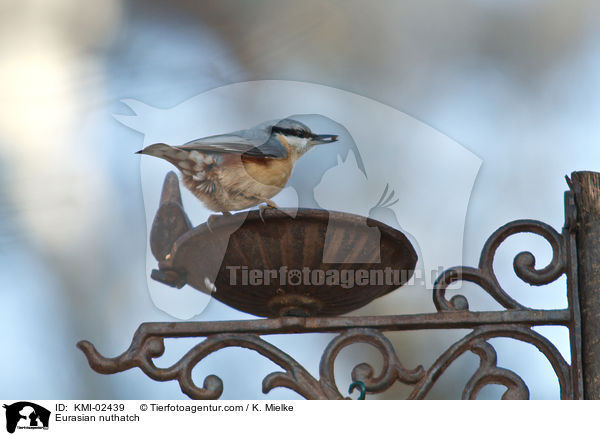 Kleiber / Eurasian nuthatch / KMI-02439