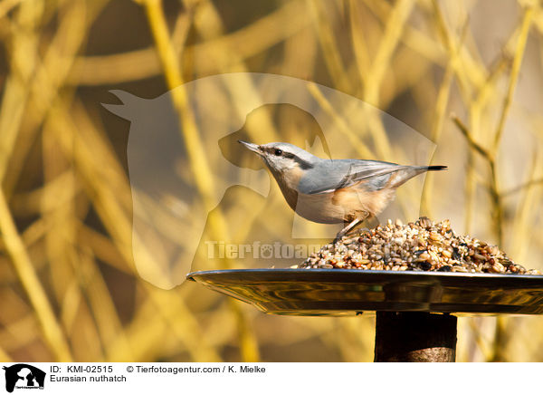 Kleiber / Eurasian nuthatch / KMI-02515