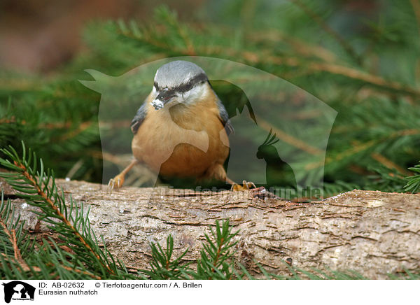 Kleiber / Eurasian nuthatch / AB-02632