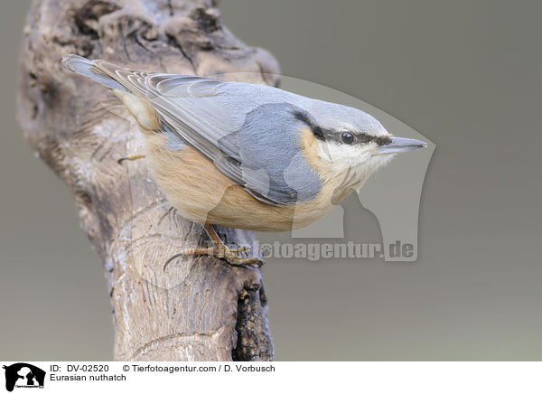 Kleiber / Eurasian nuthatch / DV-02520