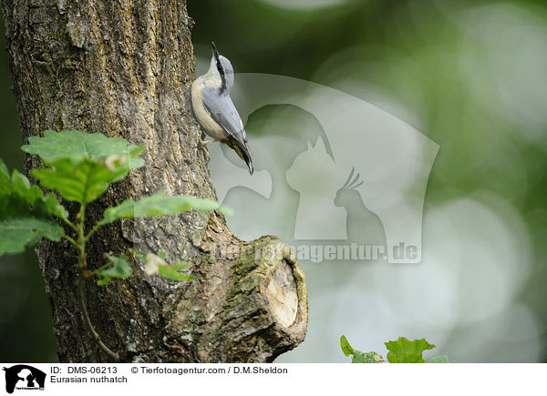 Kleiber / Eurasian nuthatch / DMS-06213