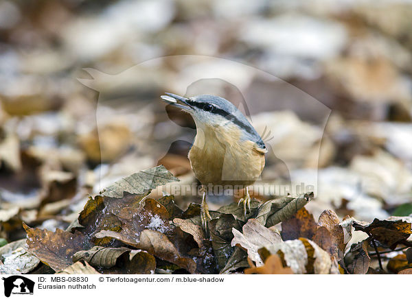 Kleiber / Eurasian nuthatch / MBS-08830