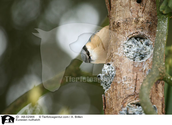 Kleiber / Eurasian nuthatch / AB-02966