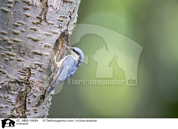 Kleiber / nuthatch / MBS-16694