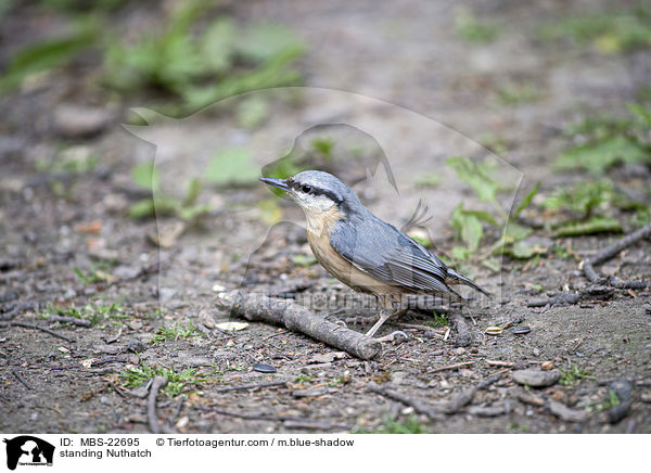 stehender Kleiber / standing Nuthatch / MBS-22695