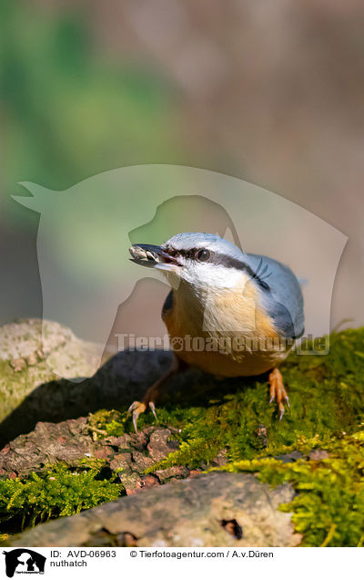 Kleiber / nuthatch / AVD-06963