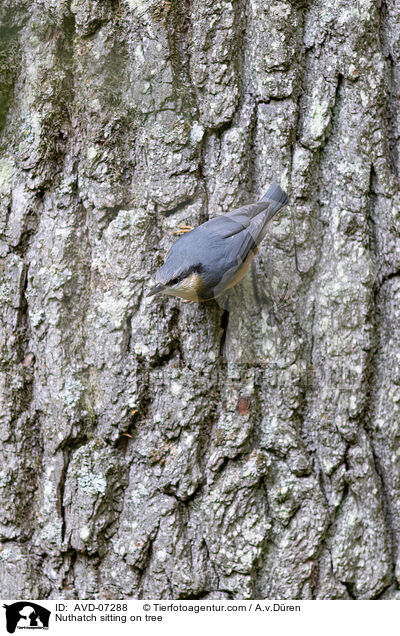 Kleiber sitzt an Baum / Nuthatch sitting on tree / AVD-07288