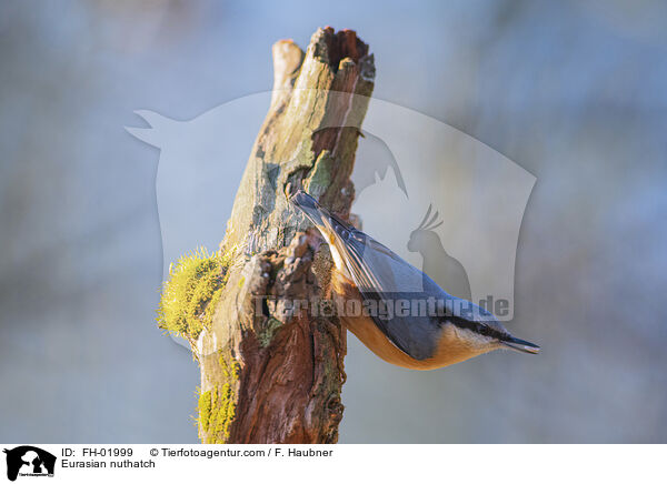 Europischer Kleiber / Eurasian nuthatch / FH-01999