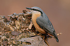 Eurasian nuthatch