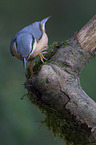 nuthatch