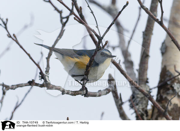 orange-flanked bush-robin / THA-10749