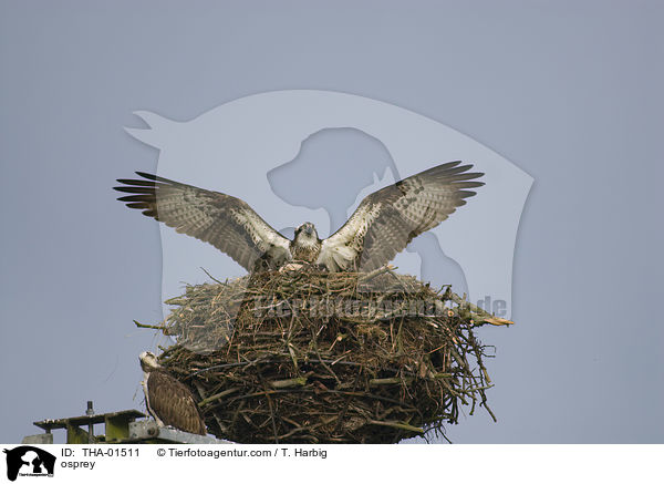 Fischadler / osprey / THA-01511