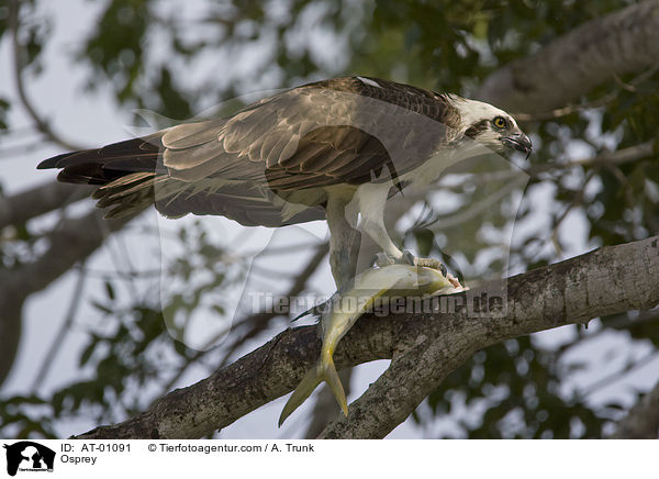 Fischadler / Osprey / AT-01091