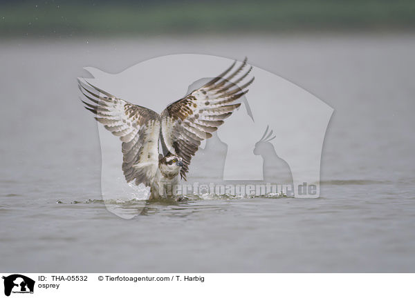 Fischadler / osprey / THA-05532