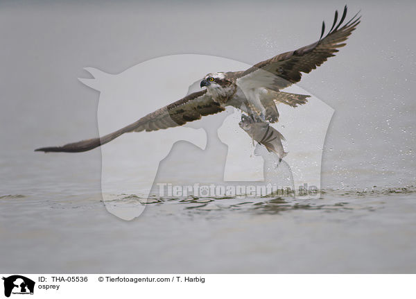 Fischadler / osprey / THA-05536