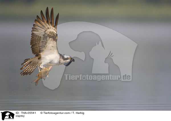 Fischadler / osprey / THA-05541