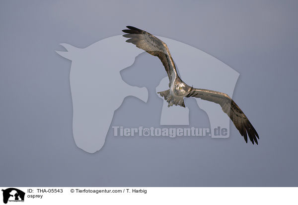 Fischadler / osprey / THA-05543