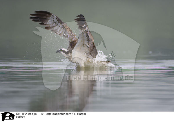 Fischadler / osprey / THA-05546