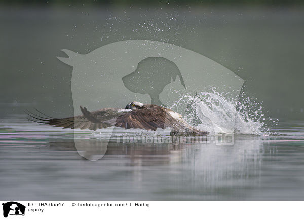 Fischadler / osprey / THA-05547