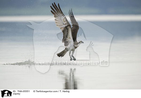 Fischadler / osprey / THA-05551