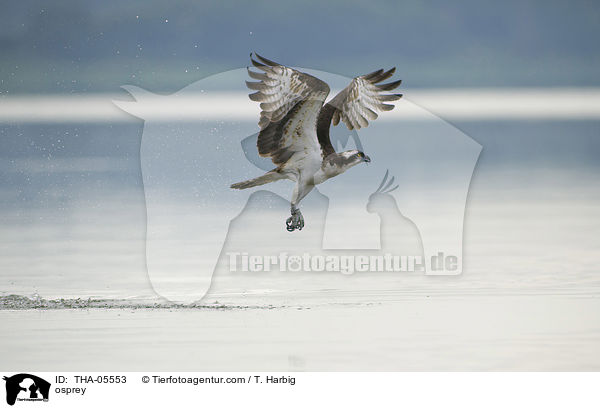 Fischadler / osprey / THA-05553