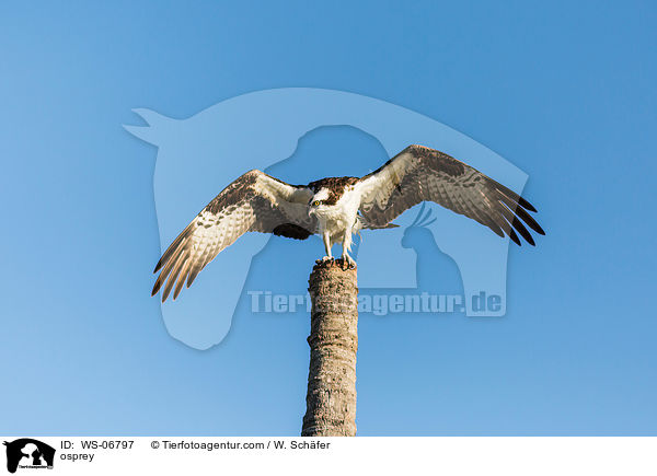 Fischadler / osprey / WS-06797
