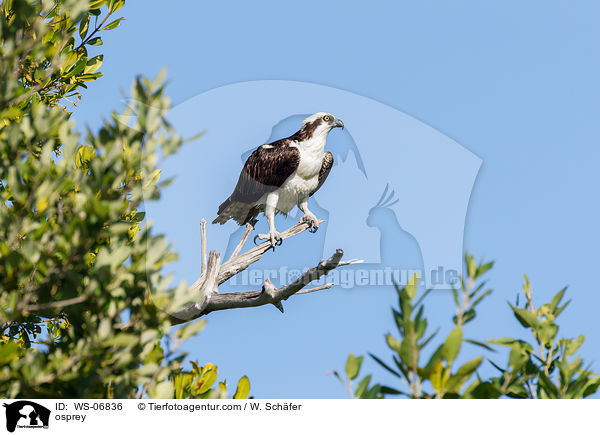 Fischadler / osprey / WS-06836