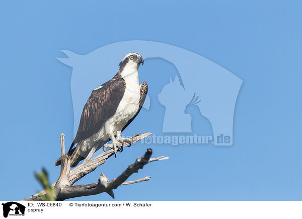 Fischadler / osprey / WS-06840