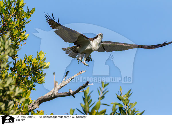Fischadler / osprey / WS-06842