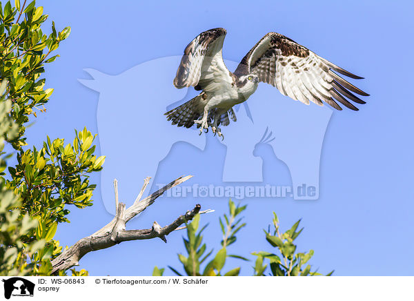 Fischadler / osprey / WS-06843