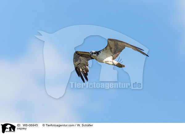 Fischadler / osprey / WS-06845