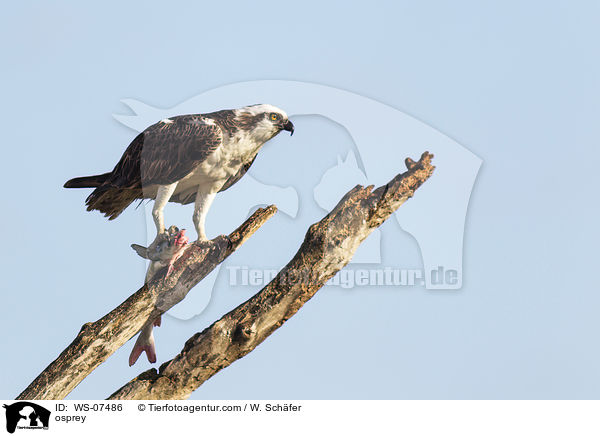 Fischadler / osprey / WS-07486