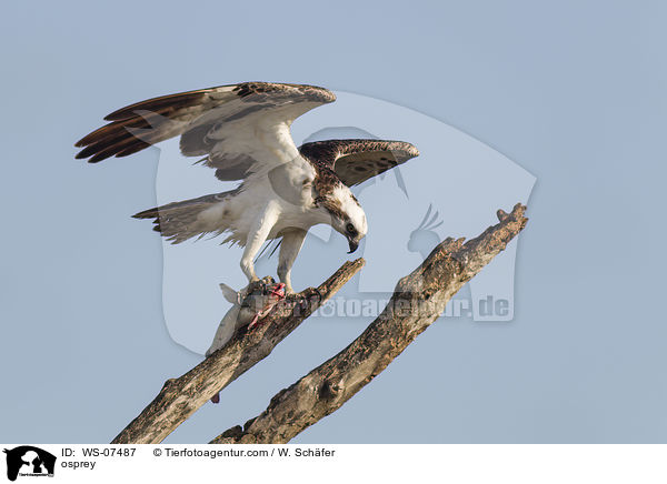 Fischadler / osprey / WS-07487