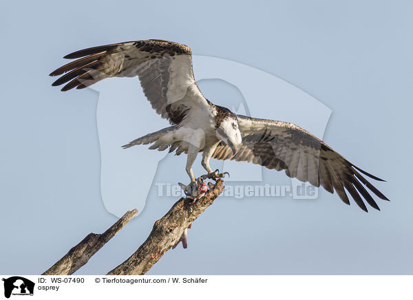 Fischadler / osprey / WS-07490